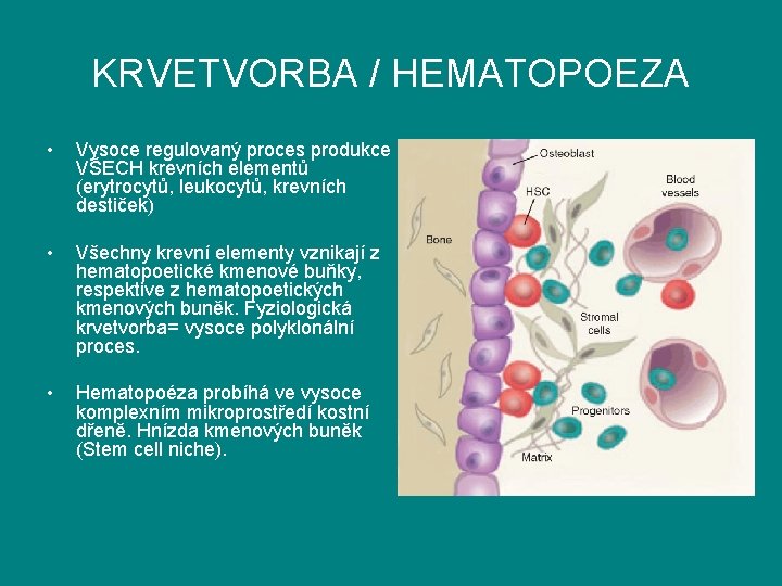 KRVETVORBA / HEMATOPOEZA • Vysoce regulovaný proces produkce VŠECH krevních elementů (erytrocytů, leukocytů, krevních