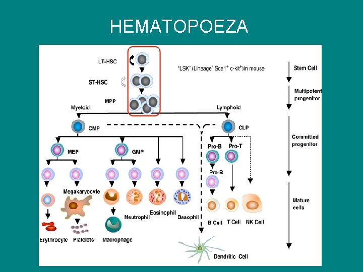 HEMATOPOEZA 