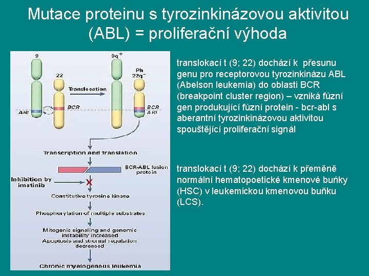 Mutace proteinu s tyrozinkinázovou aktivitou (ABL) = proliferační výhoda translokací t (9; 22) dochází