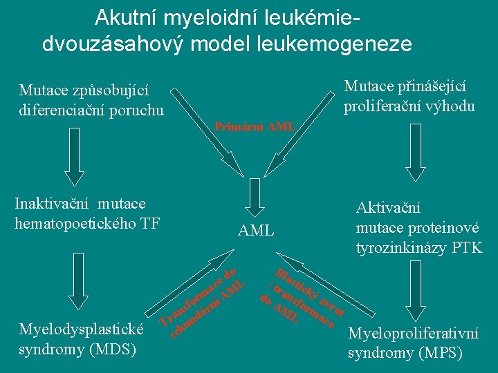 Akutní myeloidní leukémiedvouzásahový model leukemogeneze Mutace přinášející proliferační výhodu Mutace způsobující diferenciační poruchu Primární