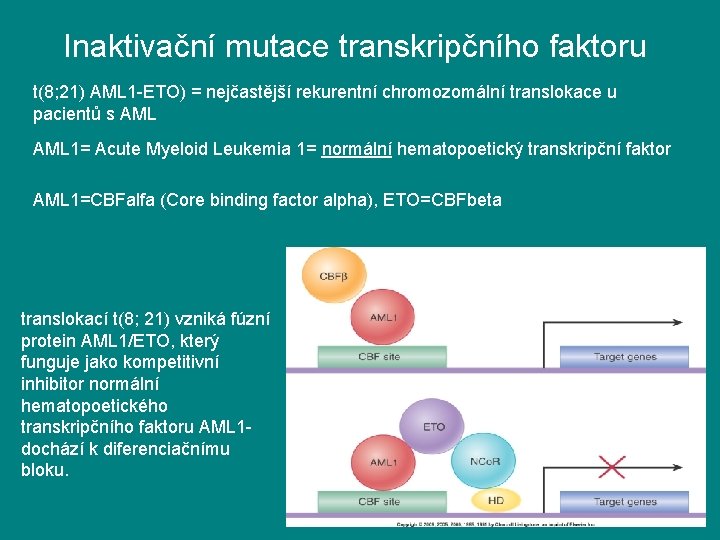 Inaktivační mutace transkripčního faktoru t(8; 21) AML 1 -ETO) = nejčastější rekurentní chromozomální translokace