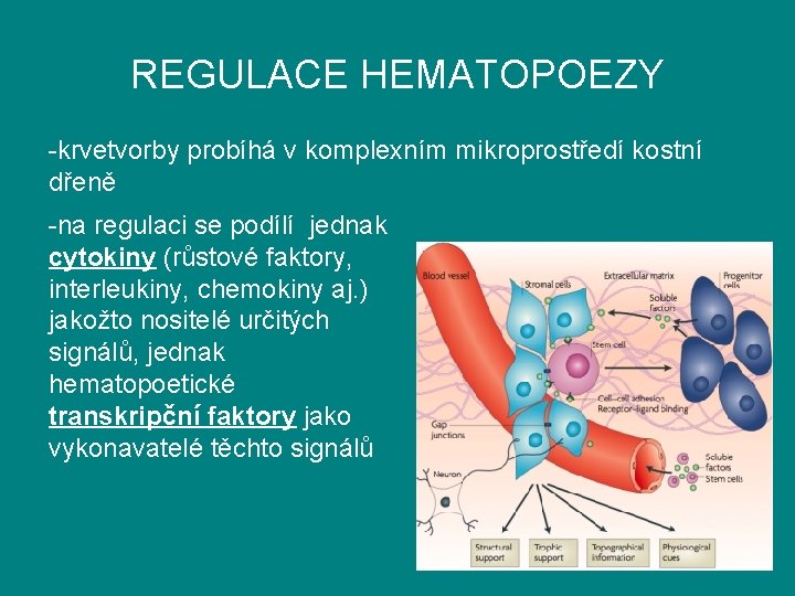 REGULACE HEMATOPOEZY -krvetvorby probíhá v komplexním mikroprostředí kostní dřeně -na regulaci se podílí jednak