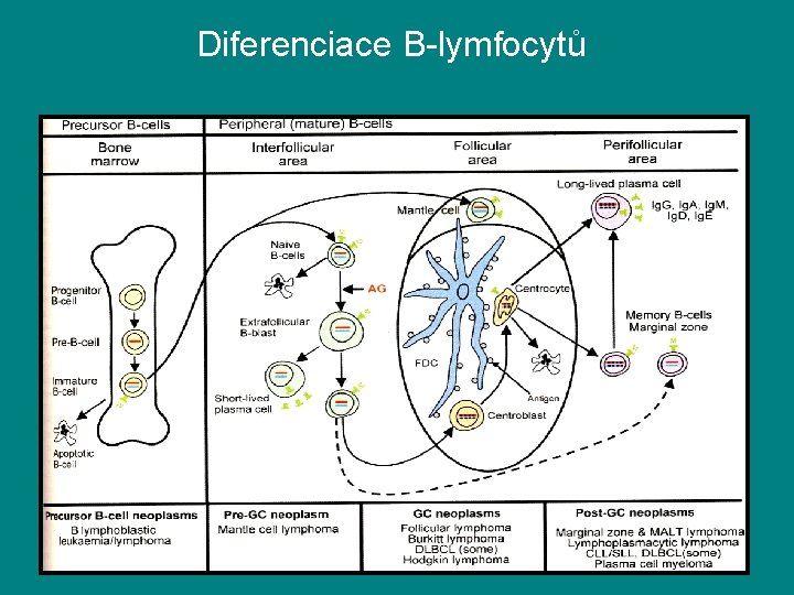 Diferenciace B-lymfocytů 