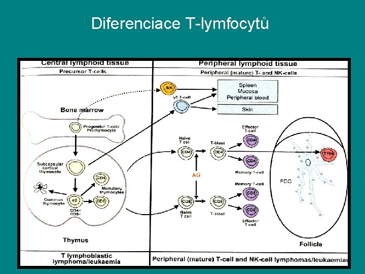 Diferenciace T-lymfocytů 