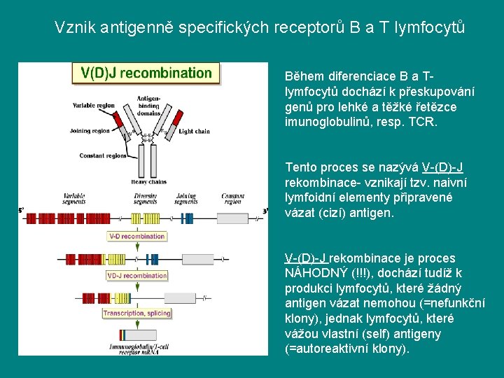 Vznik antigenně specifických receptorů B a T lymfocytů Během diferenciace B a Tlymfocytů dochází