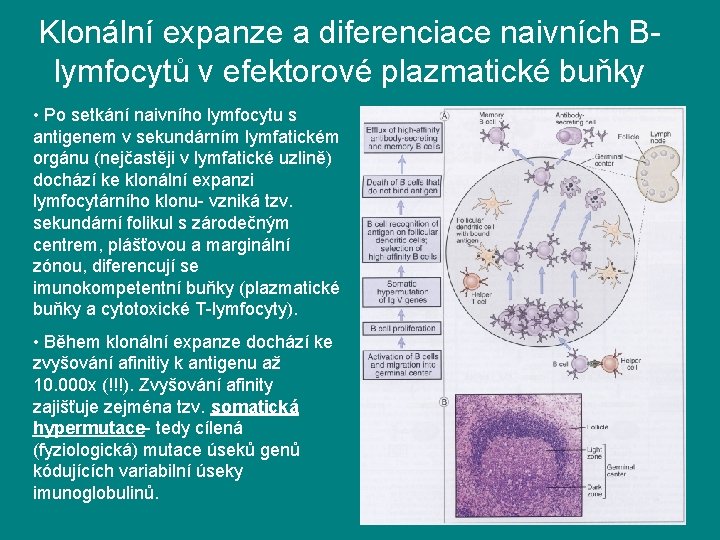 Klonální expanze a diferenciace naivních Blymfocytů v efektorové plazmatické buňky • Po setkání naivního