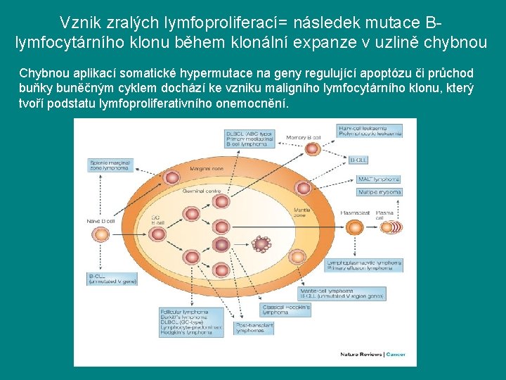 Vznik zralých lymfoproliferací= následek mutace Blymfocytárního klonu během klonální expanze v uzlině chybnou Chybnou