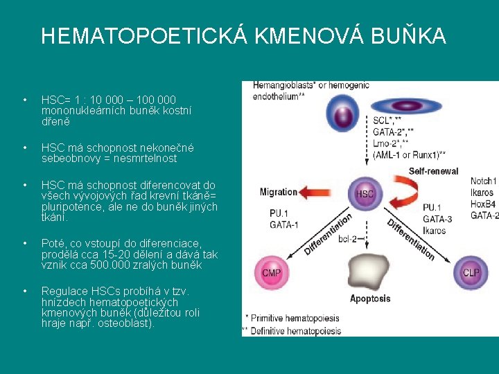 HEMATOPOETICKÁ KMENOVÁ BUŇKA • HSC= 1 : 10 000 – 100 000 mononukleárních buněk