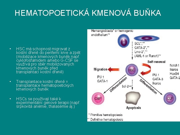 HEMATOPOETICKÁ KMENOVÁ BUŇKA • HSC má schopnost migrovat z kostní dřeně do periferní krve