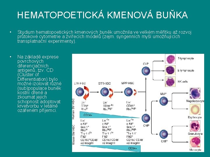 HEMATOPOETICKÁ KMENOVÁ BUŇKA • Studium hematopoetických kmenových buněk umožnila ve velkém měřítku až rozvoj