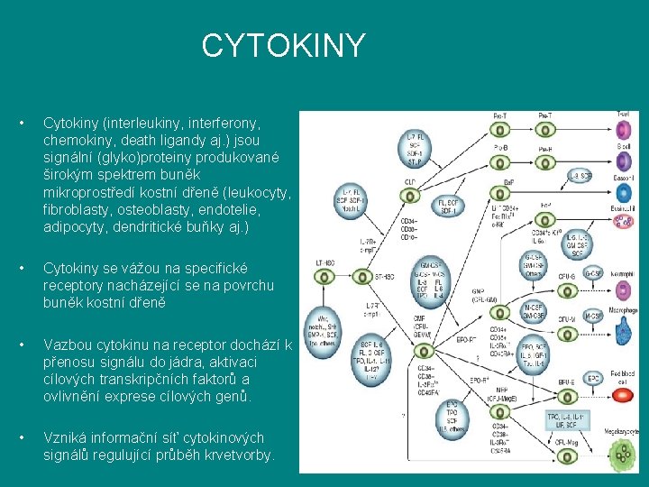 CYTOKINY • Cytokiny (interleukiny, interferony, chemokiny, death ligandy aj. ) jsou signální (glyko)proteiny produkované