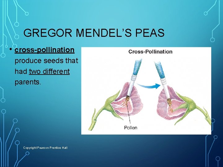 GREGOR MENDEL’S PEAS • cross-pollination produce seeds that had two different parents. Copyright Pearson