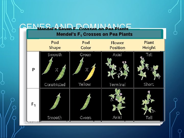 GENES AND DOMINANCE Mendel’s Seven F Crosses on Pea Plants 1 Mendel’s F 1