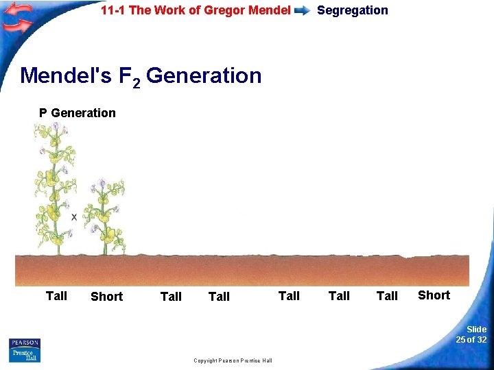 11 -1 The Work of Gregor Mendel Segregation Mendel's F 2 Generation P Generation