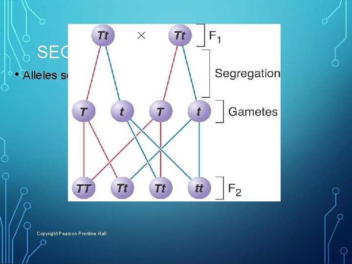 SEGREGATION • Alleles separate during gamete formation. Copyright Pearson Prentice Hall 