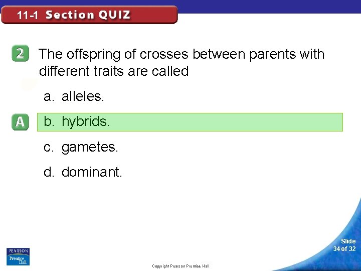 11 -1 The offspring of crosses between parents with different traits are called a.