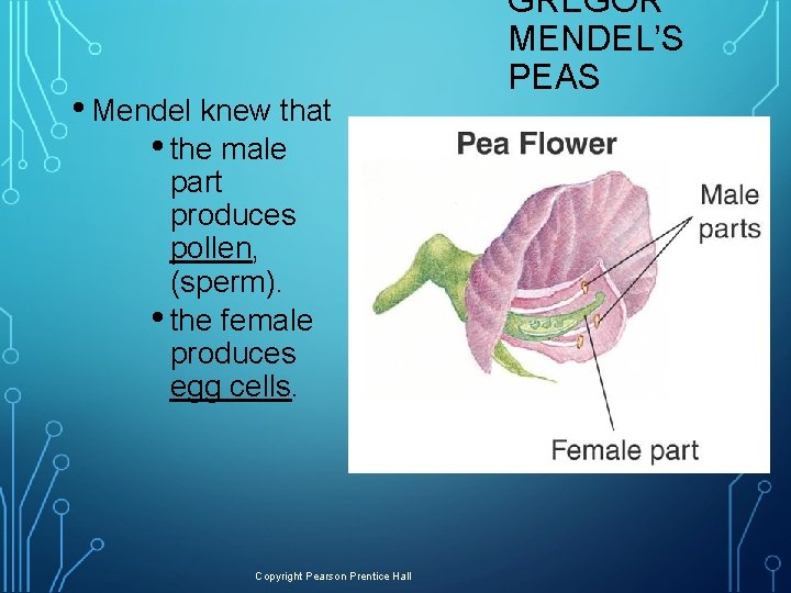  • Mendel knew that • the male part produces pollen, (sperm). • the