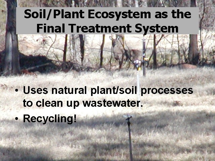 Soil/Plant Ecosystem as the Final Treatment System • Uses natural plant/soil processes to clean