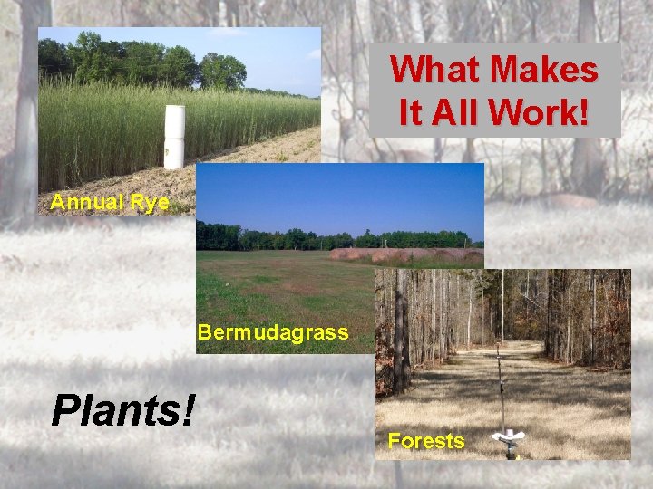 What Makes It All Work! Annual Rye Bermudagrass Plants! Forests 