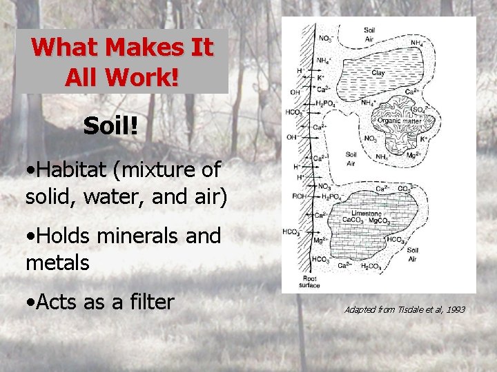 What Makes It All Work! Soil! • Habitat (mixture of solid, water, and air)