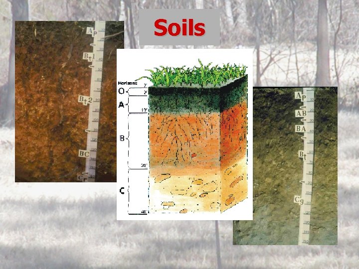 Soils 