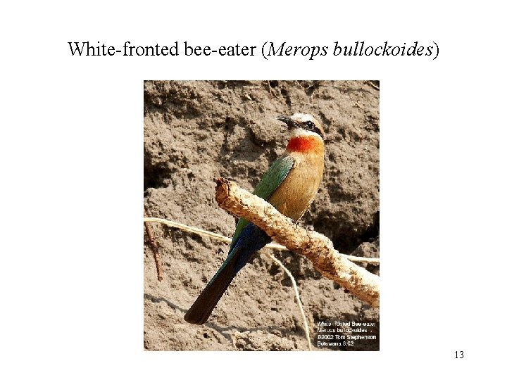 White-fronted bee-eater (Merops bullockoides) 13 