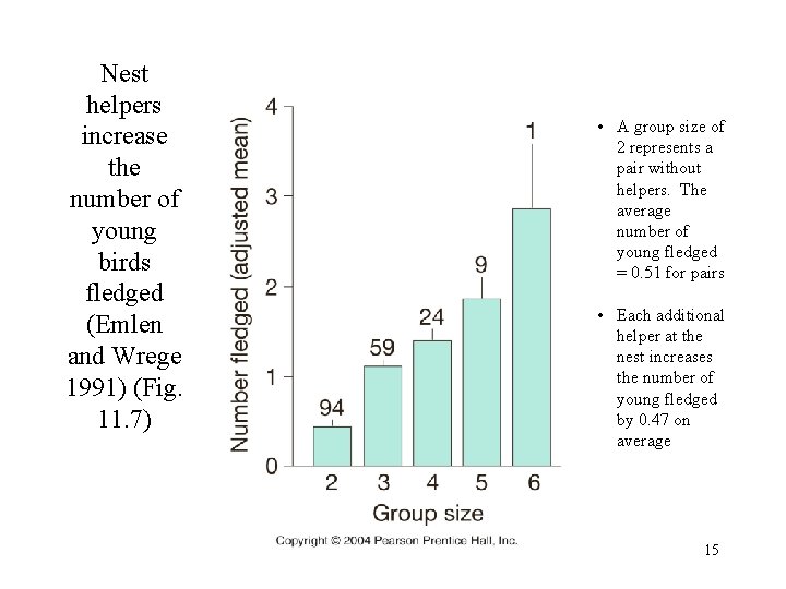 Nest helpers increase the number of young birds fledged (Emlen and Wrege 1991) (Fig.