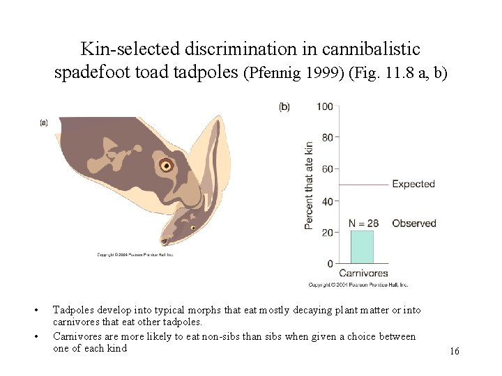 Kin-selected discrimination in cannibalistic spadefoot toad tadpoles (Pfennig 1999) (Fig. 11. 8 a, b)