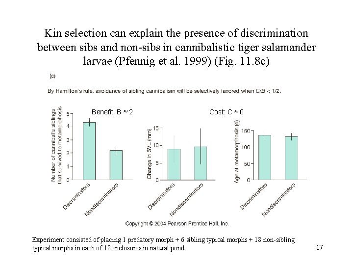 Kin selection can explain the presence of discrimination between sibs and non-sibs in cannibalistic
