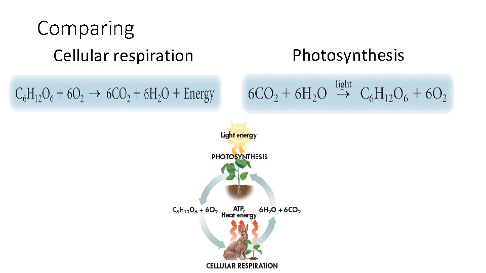 Comparing Cellular respiration Photosynthesis Comparing Cellular respiration Photosynthesis