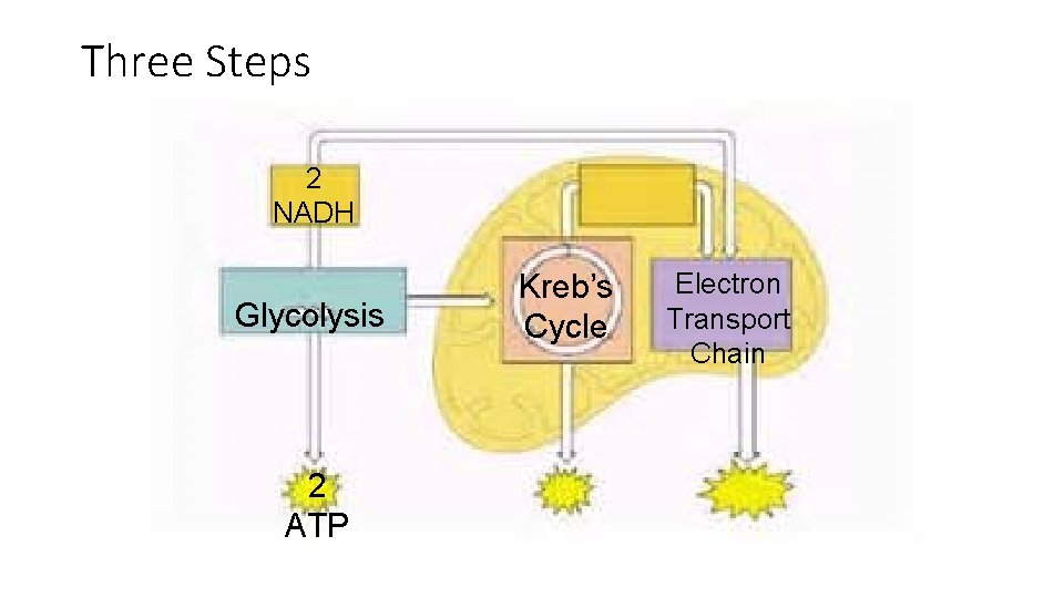 Three Steps 2 NADH Glycolysis 2 ATP Kreb’s Cycle Electron Transport Chain Three Steps 2 NADH Glycolysis 2 ATP Kreb’s Cycle Electron Transport Chain