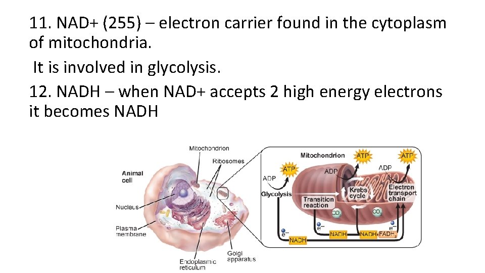 11. NAD+ (255) – electron carrier found in the cytoplasm of mitochondria. It is 11. NAD+ (255) – electron carrier found in the cytoplasm of mitochondria. It is