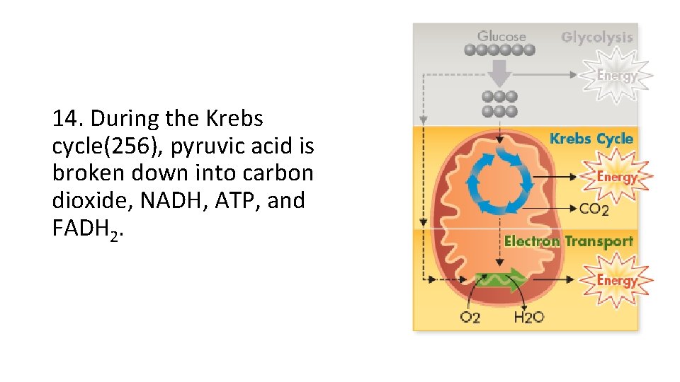 14. During the Krebs cycle(256), pyruvic acid is broken down into carbon dioxide, NADH, 14. During the Krebs cycle(256), pyruvic acid is broken down into carbon dioxide, NADH,