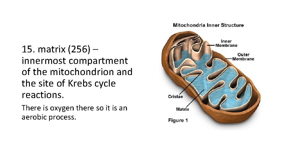 15. matrix (256) – innermost compartment of the mitochondrion and the site of Krebs 15. matrix (256) – innermost compartment of the mitochondrion and the site of Krebs
