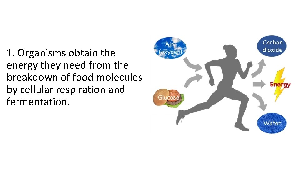 1. Organisms obtain the energy they need from the breakdown of food molecules by 1. Organisms obtain the energy they need from the breakdown of food molecules by