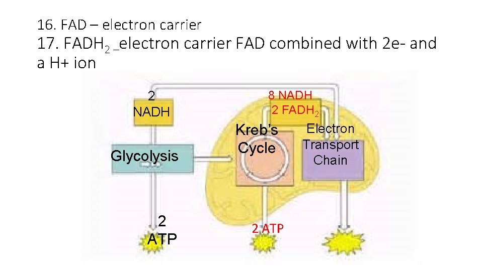 16. FAD – electron carrier 17. FADH 2 –electron carrier FAD combined with 2 16. FAD – electron carrier 17. FADH 2 –electron carrier FAD combined with 2