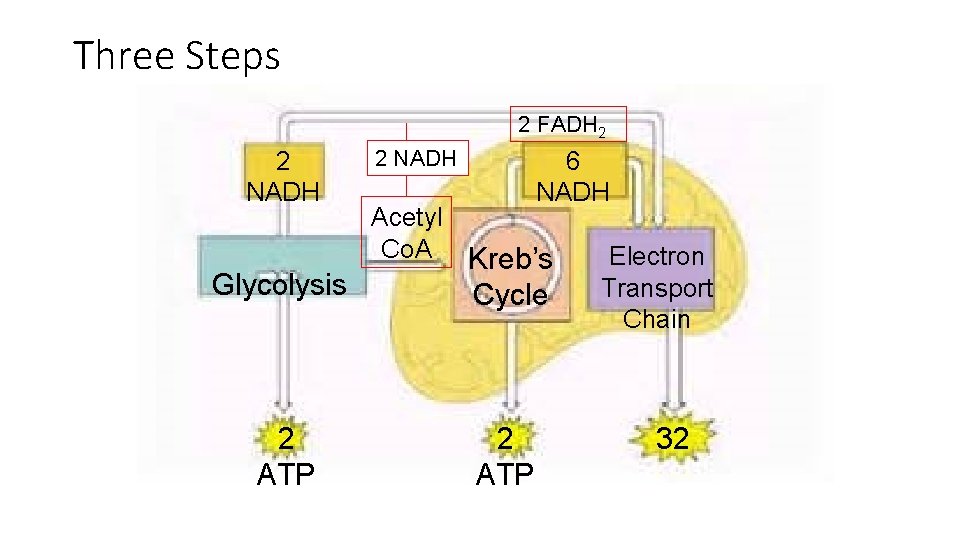 Three Steps 2 FADH 2 2 NADH Glycolysis 2 ATP 2 NADH 6 NADH Three Steps 2 FADH 2 2 NADH Glycolysis 2 ATP 2 NADH 6 NADH