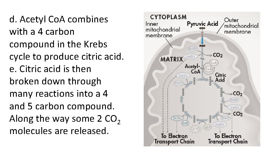 d. Acetyl Co. A combines with a 4 carbon compound in the Krebs cycle d. Acetyl Co. A combines with a 4 carbon compound in the Krebs cycle