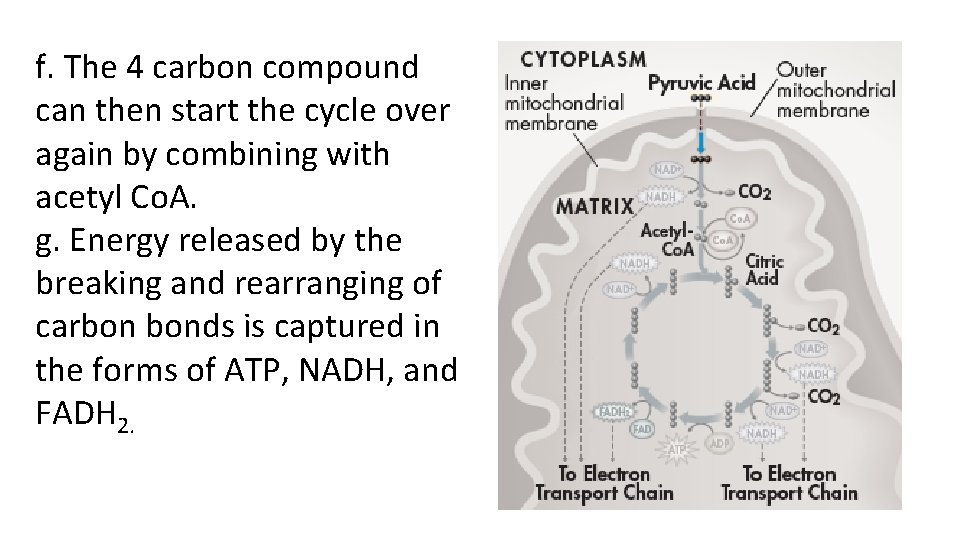 f. The 4 carbon compound can then start the cycle over again by combining f. The 4 carbon compound can then start the cycle over again by combining