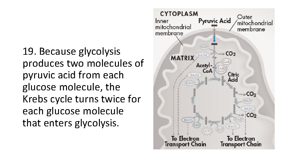 19. Because glycolysis produces two molecules of pyruvic acid from each glucose molecule, the 19. Because glycolysis produces two molecules of pyruvic acid from each glucose molecule, the