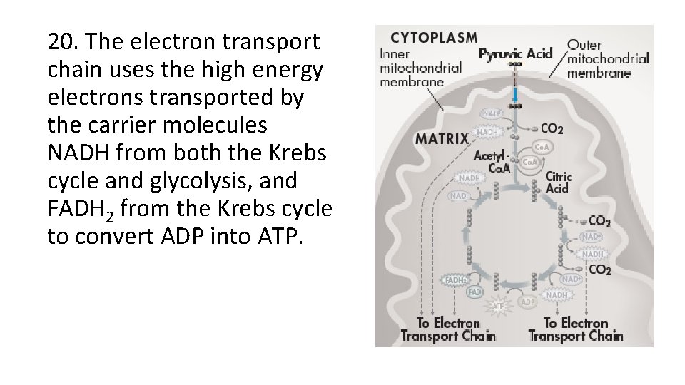 20. The electron transport chain uses the high energy electrons transported by the carrier 20. The electron transport chain uses the high energy electrons transported by the carrier