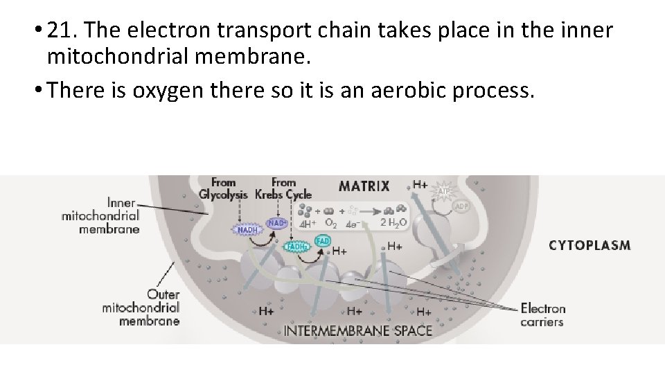 • 21. The electron transport chain takes place in the inner mitochondrial membrane. • 21. The electron transport chain takes place in the inner mitochondrial membrane.