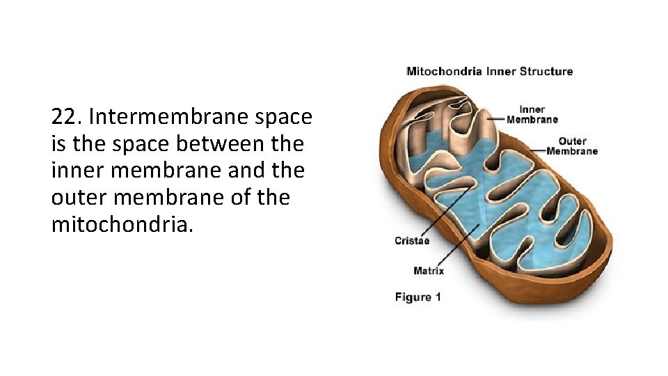 22. Intermembrane space is the space between the inner membrane and the outer membrane 22. Intermembrane space is the space between the inner membrane and the outer membrane