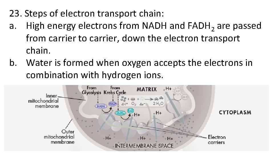 23. Steps of electron transport chain: a. High energy electrons from NADH and FADH 23. Steps of electron transport chain: a. High energy electrons from NADH and FADH