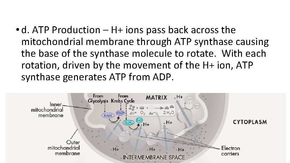 • d. ATP Production – H+ ions pass back across the mitochondrial membrane • d. ATP Production – H+ ions pass back across the mitochondrial membrane