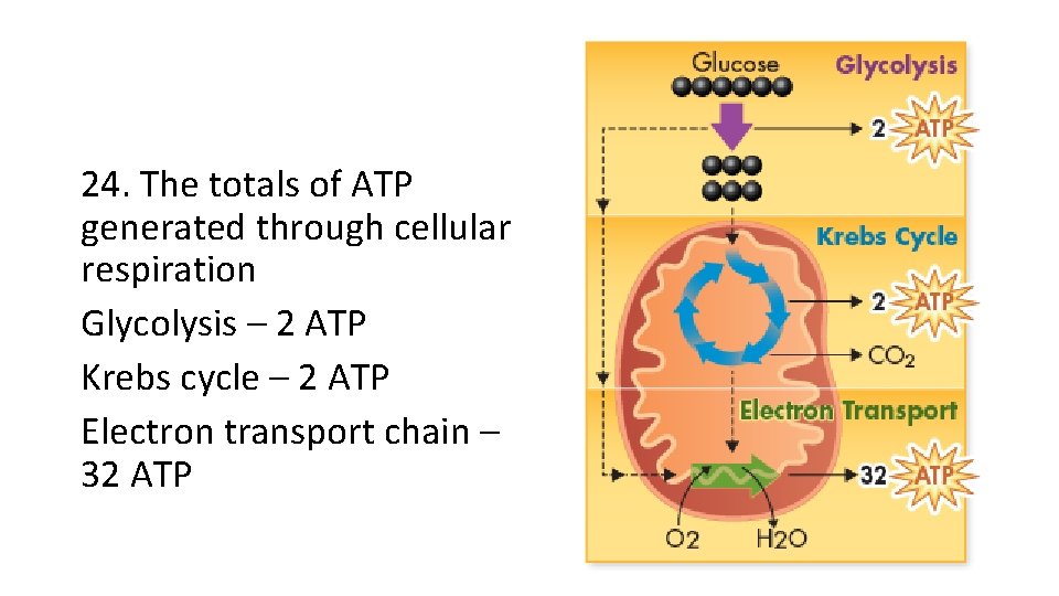 24. The totals of ATP generated through cellular respiration Glycolysis – 2 ATP Krebs 24. The totals of ATP generated through cellular respiration Glycolysis – 2 ATP Krebs