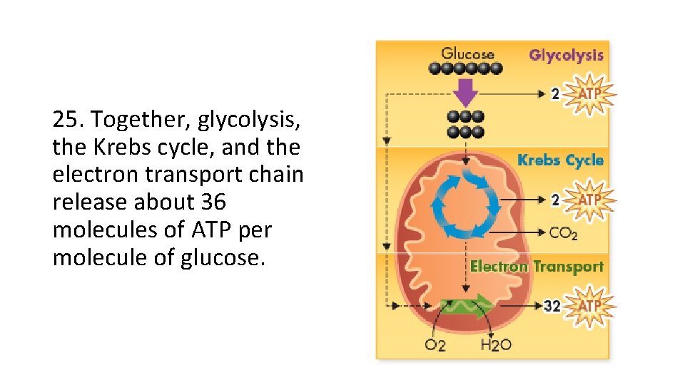 25. Together, glycolysis, the Krebs cycle, and the electron transport chain release about 36 25. Together, glycolysis, the Krebs cycle, and the electron transport chain release about 36