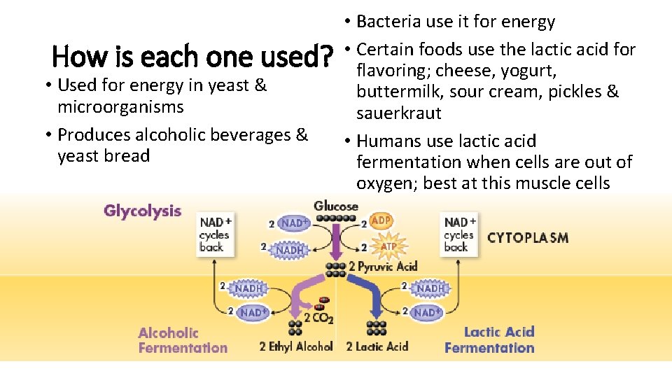 How is each one used? • Used for energy in yeast & microorganisms • How is each one used? • Used for energy in yeast & microorganisms •