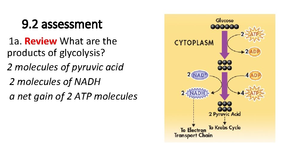 9. 2 assessment 1 a. Review What are the products of glycolysis? 2 molecules 9. 2 assessment 1 a. Review What are the products of glycolysis? 2 molecules