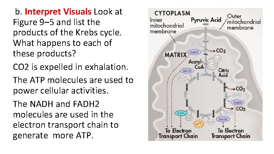 b. Interpret Visuals Look at Figure 9– 5 and list the products of the b. Interpret Visuals Look at Figure 9– 5 and list the products of the